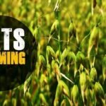 A Complete Guide To Oats Farming 