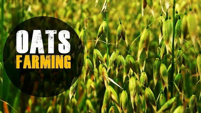 A Complete Guide To Oats Farming 