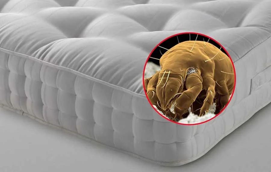 Pest Control and Bed Bug Treatment