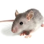 Rodent Pest Control by Why You Need