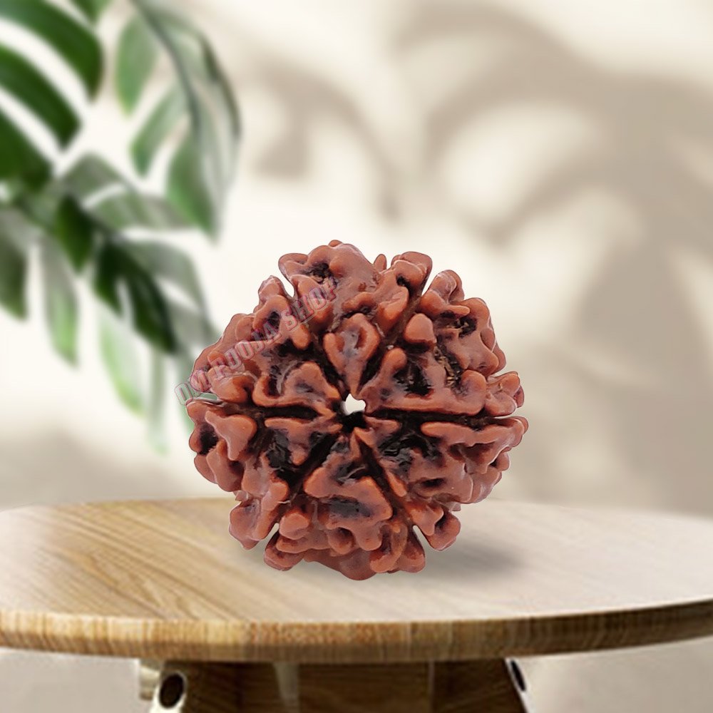 6 Mukhi Rudraksha